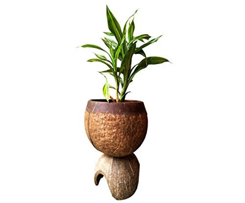 Handcrafted Natural Coconut Shell Crafted Planter Bowl for Home Decor